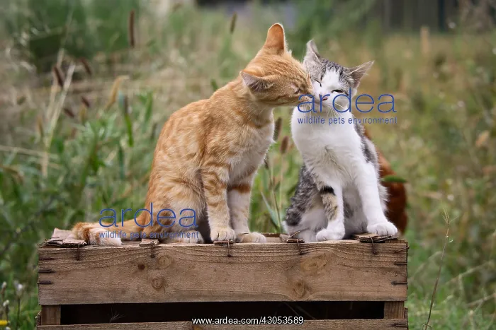  : A moment of tenderness between Cats sat on a wooden box