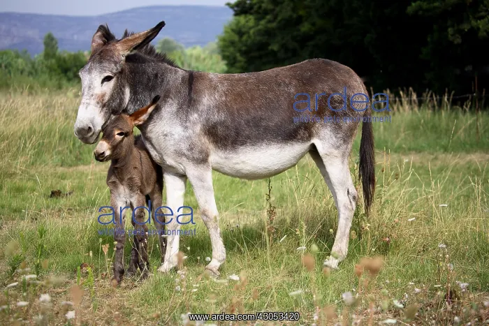 : A moment of tenderness between female Ass and its Ass's Foal : A moment of tenderness between female Ass and its Ass's Foal