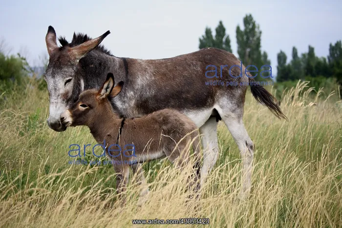 : A moment of tenderness between female Ass and its Ass's Foal : A moment of tenderness between female Ass and its Ass's Foal