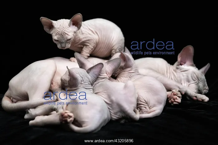  : Mommy Canadian Sphynx cat lies and feeding milk