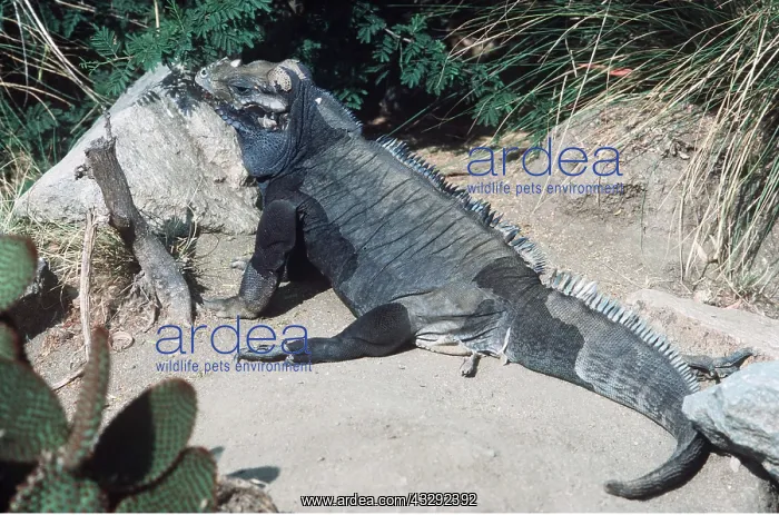 : Mona Island Iguana : Mona Island Iguana