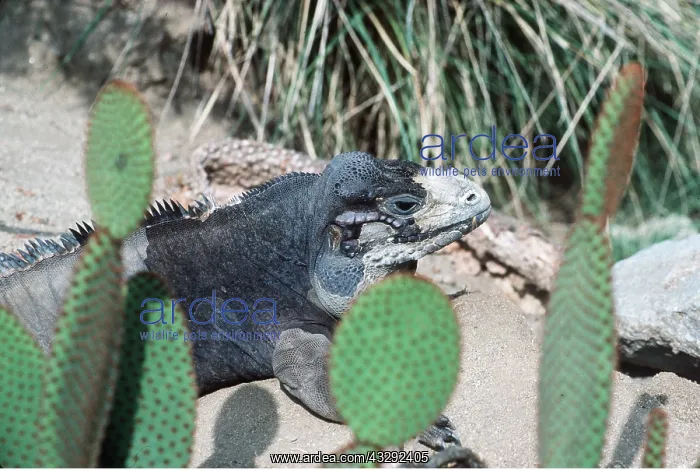 : Mona Island Iguana : Mona Island Iguana