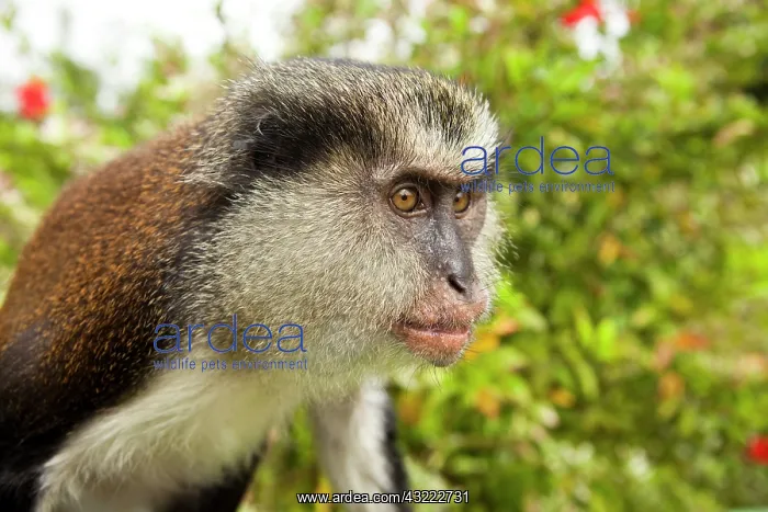 : Mona Monkey (Cercopithecus mona) near Grand : Mona Monkey (Cercopithecus mona) near Grand