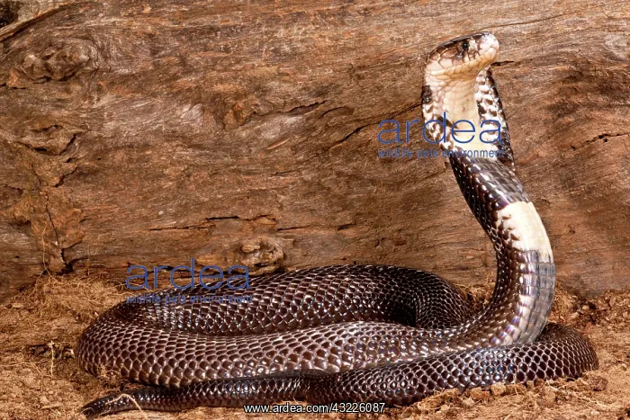 : Monacled Cobra, Naja naja kaouthia, Native : Monacled Cobra, Naja naja kaouthia, Native