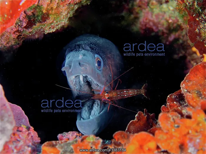 : A monaco cleaner shrimp (Lysmata seticaudata) cleans : A monaco cleaner shrimp (Lysmata seticaudata) cleans