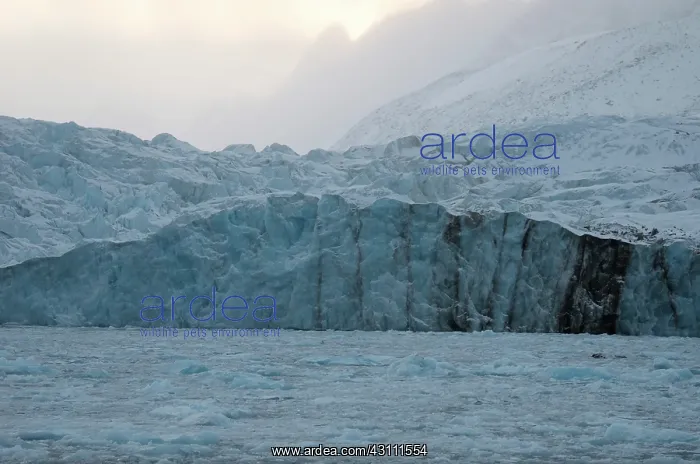 : Monaco Glacier with Sediment : Monaco Glacier with Sediment