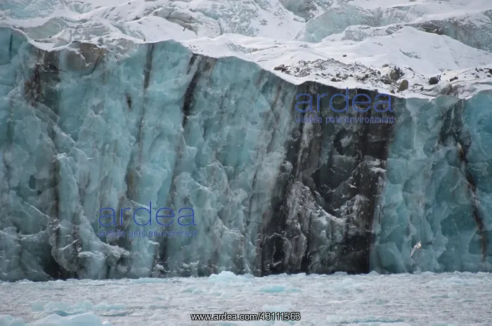 : Monaco Glacier with Sediment : Monaco Glacier with Sediment