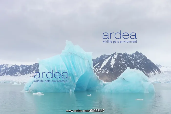 : Monacobreen ice floe : Monacobreen ice floe