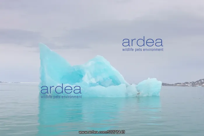 : Monacobreen ice floe : Monacobreen ice floe
