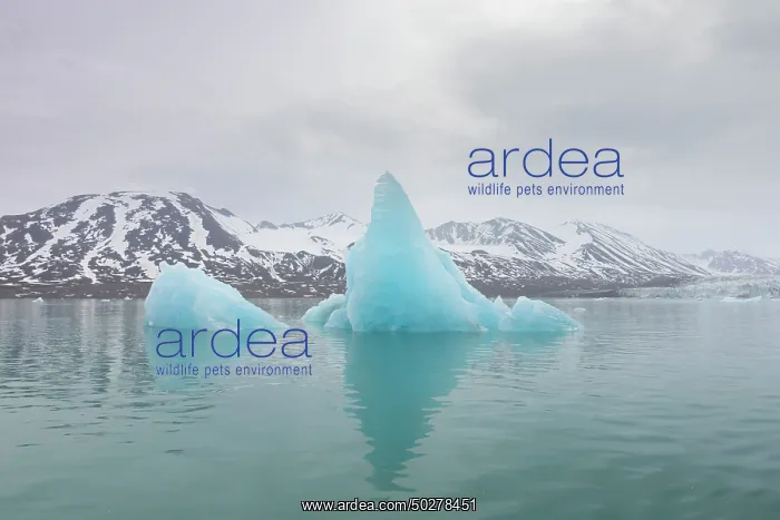  : Monacobreen ice floe