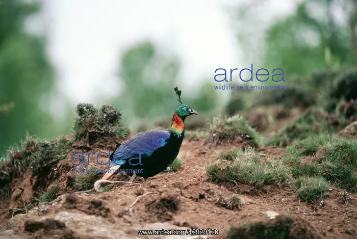 : MONAL PHEASANT : MONAL PHEASANT