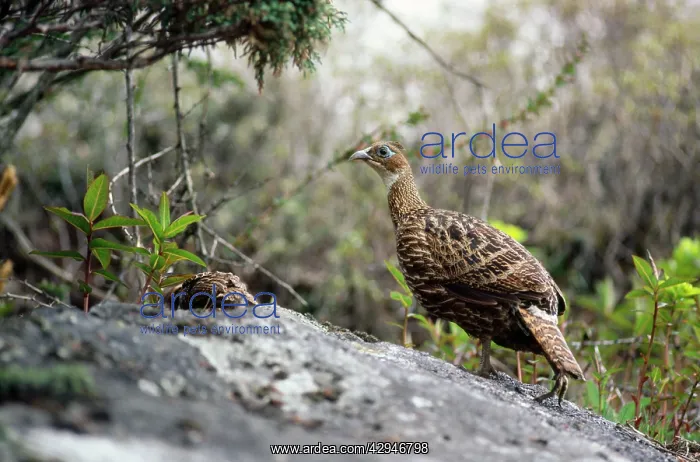 : Monal PHEASANT - Female with 2 week old chick : Monal PHEASANT - Female with 2 week old chick