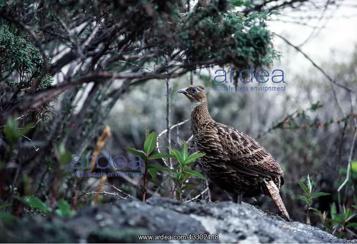 : MONAL PHEASANT - under Juniper Bush : MONAL PHEASANT - under Juniper Bush