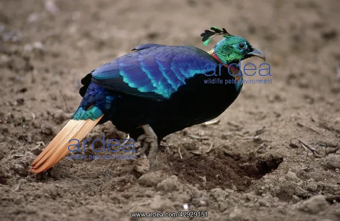 : Monal Pheasant - male, feeding in potato field : Monal Pheasant - male, feeding in potato field