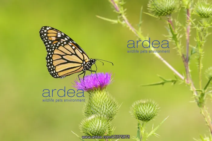 : Monarch on Bull thistle : Monarch on Bull thistle