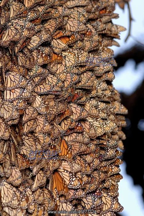 : Monarch Buttefly Cluster : Monarch Buttefly Cluster