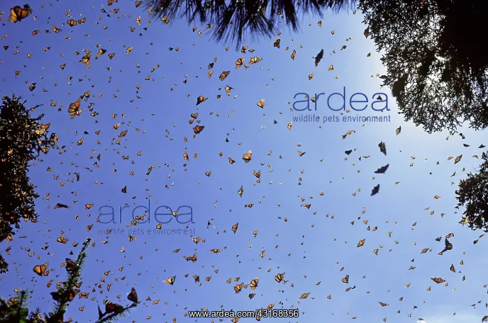: Monarch Butterflies : Monarch Butterflies