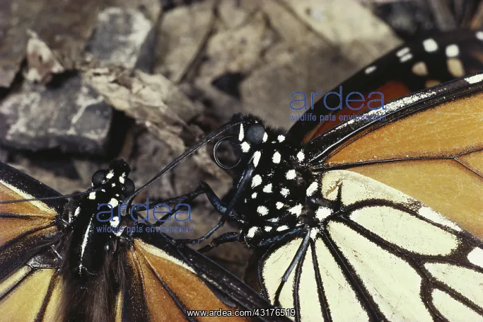: Monarch Butterflies : Monarch Butterflies