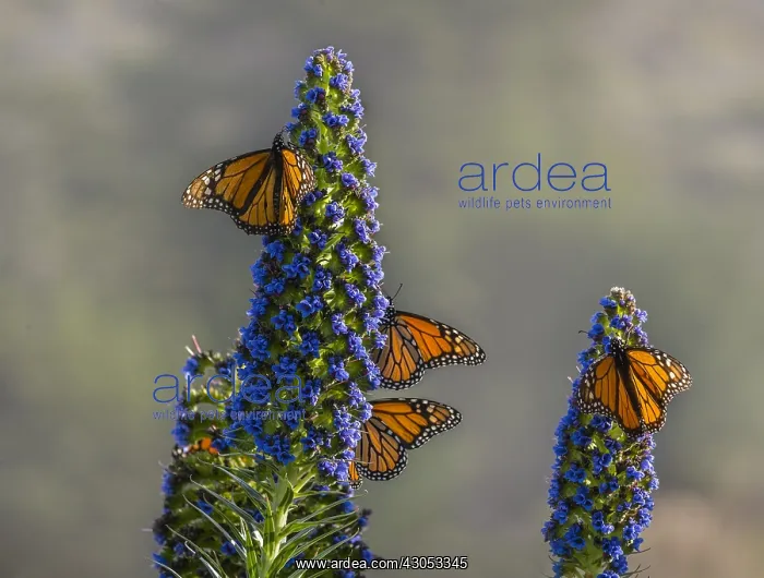 : Monarch butterflies (Danaus plexippus) along Big : Monarch butterflies (Danaus plexippus) along Big
