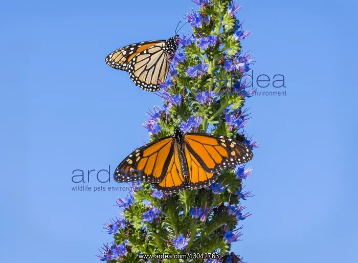 : Monarch butterflies (Danaus plexippus) nectaring : Monarch butterflies (Danaus plexippus) nectaring