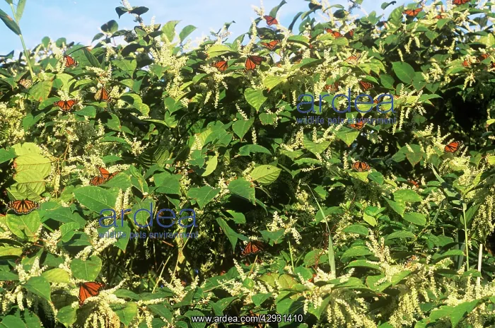 : Monarch Butterflies - in migration - feeding : Monarch Butterflies - in migration - feeding