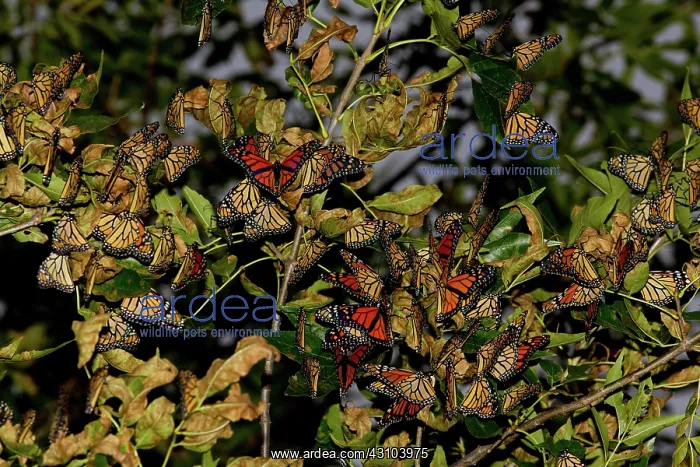 : Monarch Butterflies on roost : Monarch Butterflies on roost