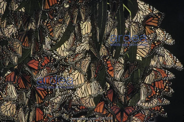: Monarch Butterflies wintering in Eucalyptus : Monarch Butterflies wintering in Eucalyptus