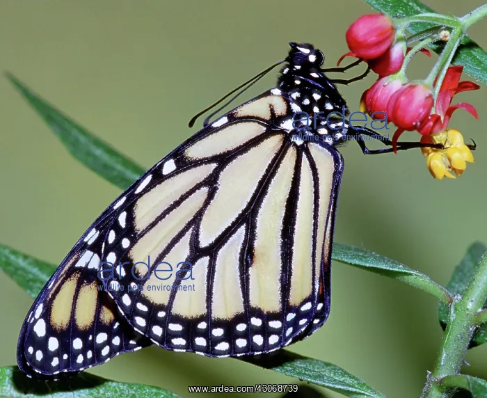 : Monarch Butterfly : Monarch Butterfly