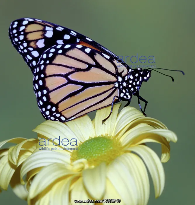 : Monarch Butterfly : Monarch Butterfly