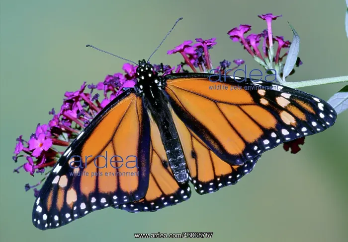 : Monarch Butterfly : Monarch Butterfly