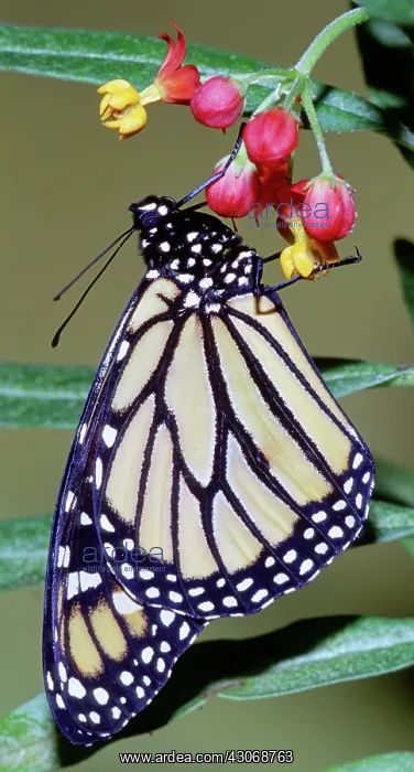 : Monarch Butterfly : Monarch Butterfly