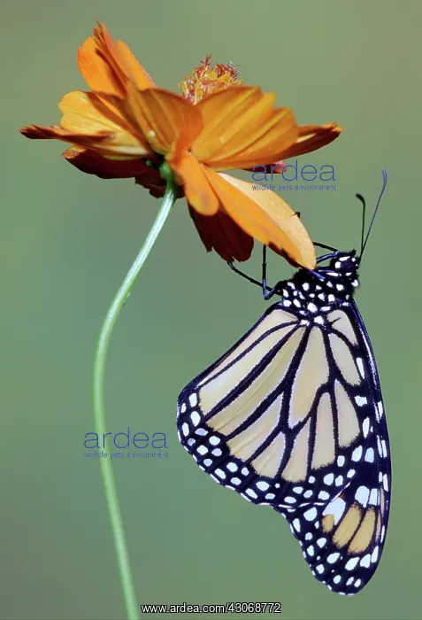 : Monarch Butterfly : Monarch Butterfly