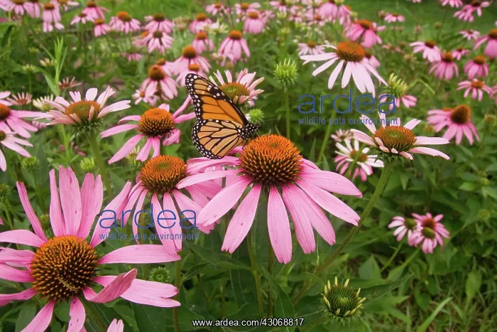 : Monarch Butterfly : Monarch Butterfly