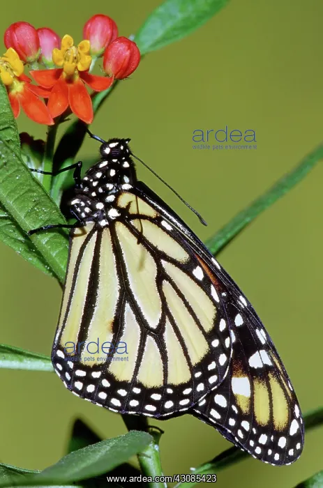 : Monarch Butterfly : Monarch Butterfly