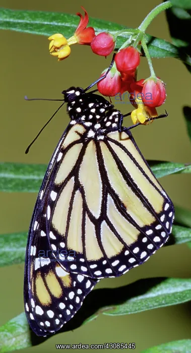 : Monarch Butterfly : Monarch Butterfly