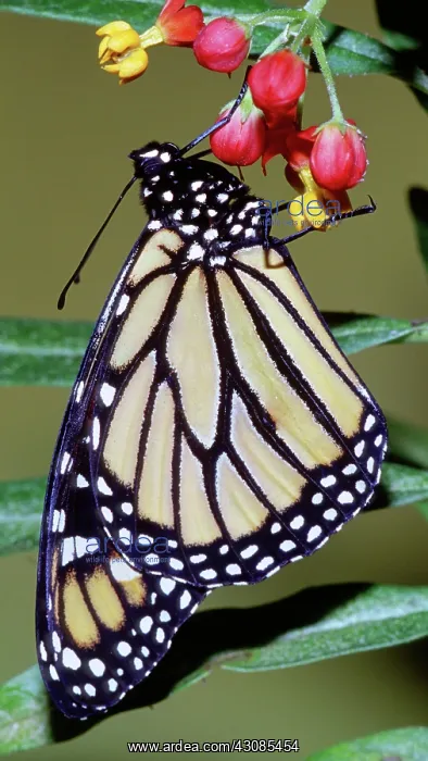 : Monarch Butterfly : Monarch Butterfly