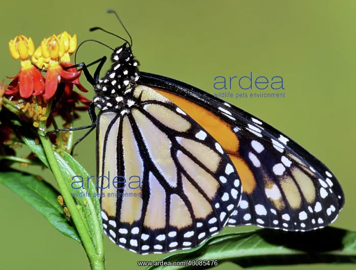 : Monarch Butterfly : Monarch Butterfly