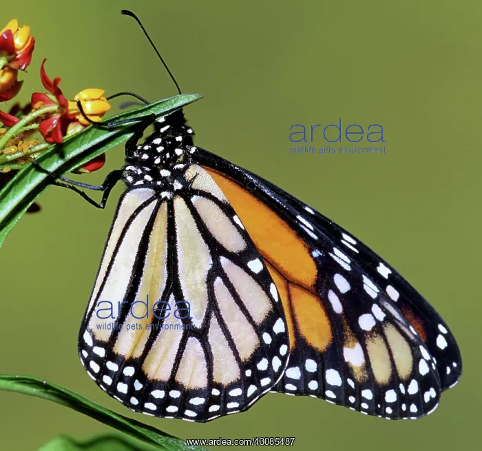 : Monarch Butterfly : Monarch Butterfly