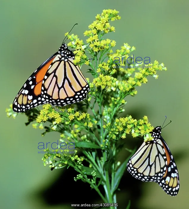 : Monarch Butterfly : Monarch Butterfly