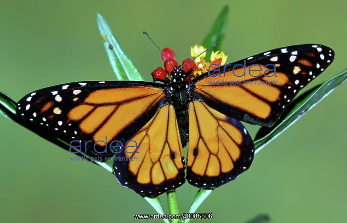 : Monarch Butterfly : Monarch Butterfly