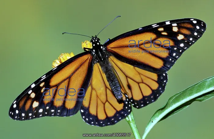 : Monarch Butterfly : Monarch Butterfly