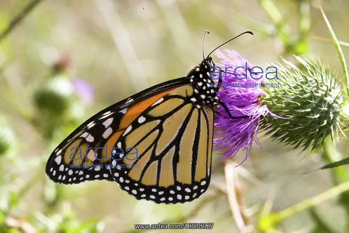 : Monarch butterfly : Monarch butterfly