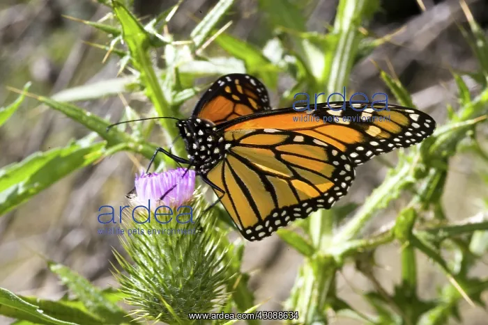 : Monarch butterfly : Monarch butterfly