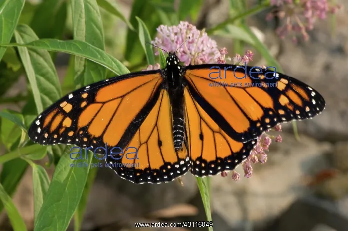 : Monarch Butterfly : Monarch Butterfly