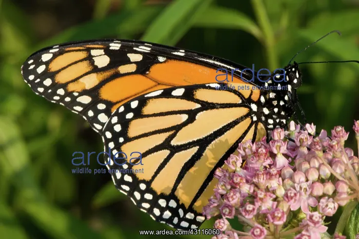 : Monarch Butterfly : Monarch Butterfly