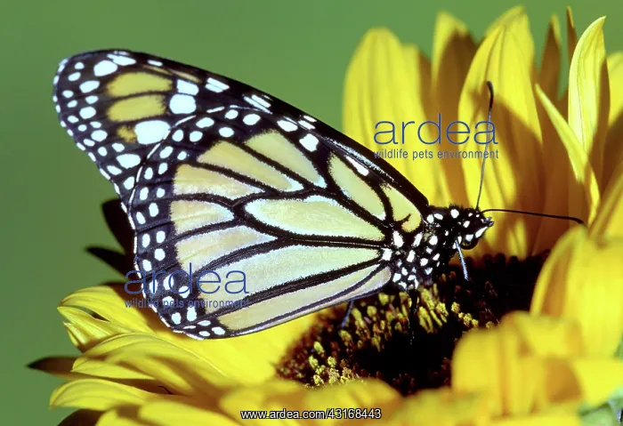 : Monarch Butterfly : Monarch Butterfly