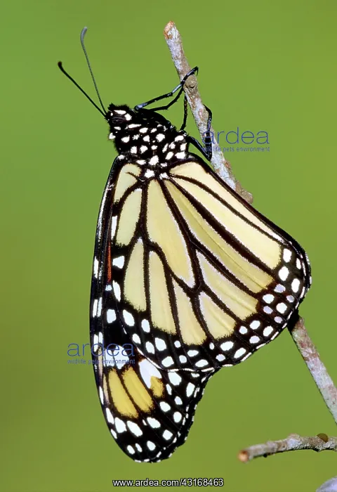 : Monarch Butterfly : Monarch Butterfly