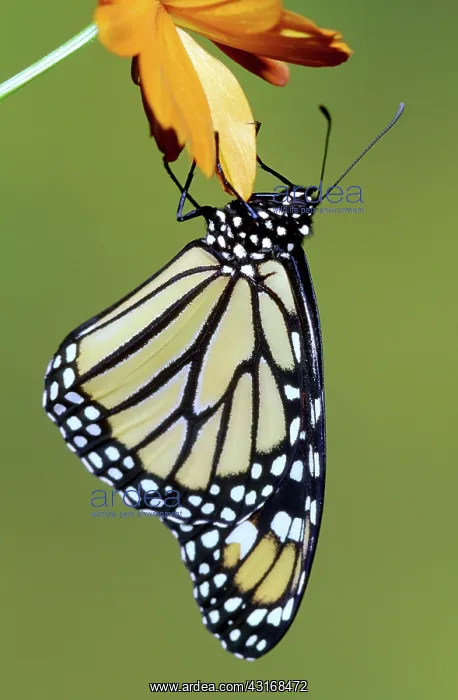 : Monarch Butterfly : Monarch Butterfly