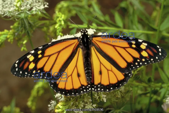 : Monarch Butterfly : Monarch Butterfly