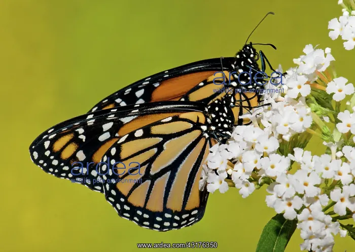 : Monarch Butterfly : Monarch Butterfly